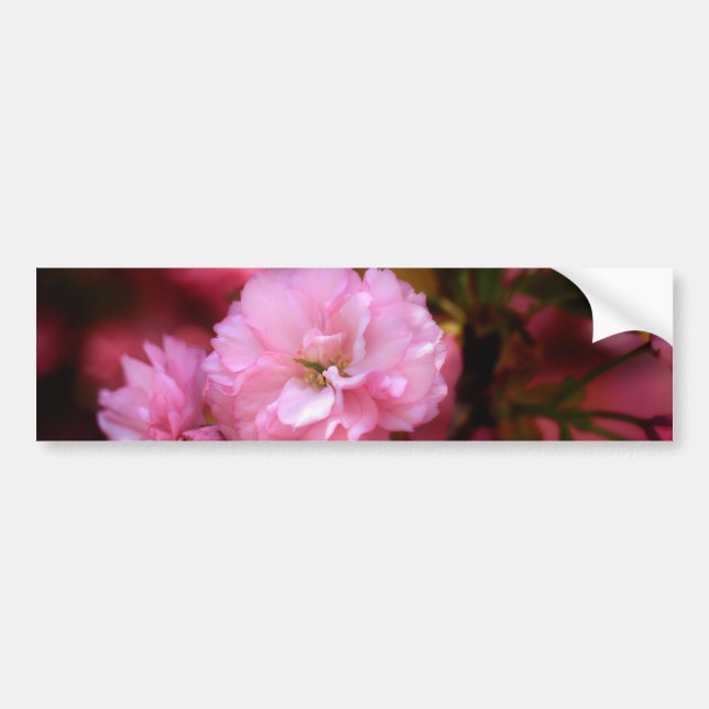 Lovely Spring Pink Cherry Blossoms Bumper Sticker (Front)