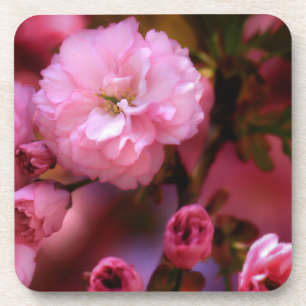 Lovely Spring Pink Cherry Blossoms Coaster