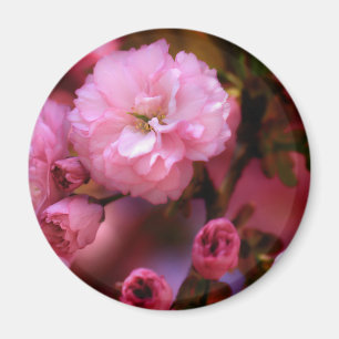 Lovely Spring Pink Cherry Blossoms Magnet