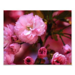 Lovely Spring Pink Cherry Blossoms Photo Print