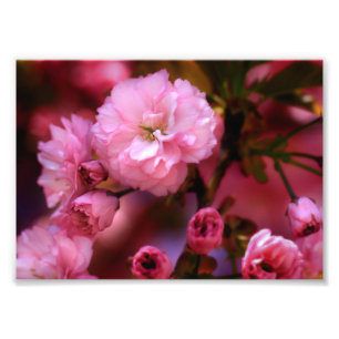 Lovely Spring Pink Cherry Blossoms Photo Print