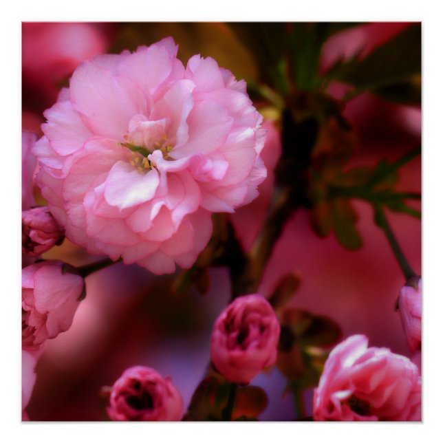 Lovely Spring Pink Cherry Blossoms Poster (Front)