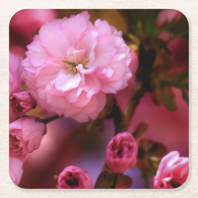 Lovely Spring Pink Cherry Blossoms Square Paper Coaster (Front)