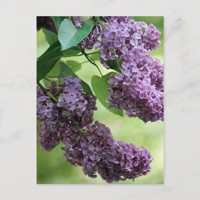 Lovely Spring Postcard (Front)