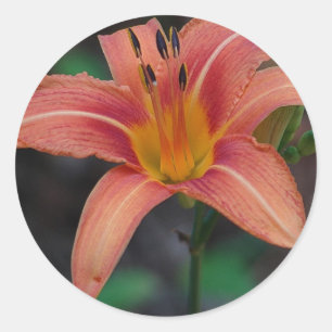 Lovely Tawny Daylily Apparel and Gifts Classic Round Sticker