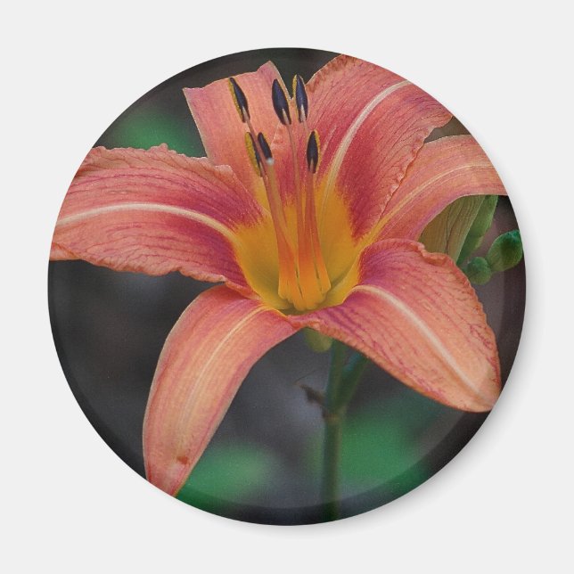 Lovely Tawny Daylily Apparel and Gifts Magnet (Front)