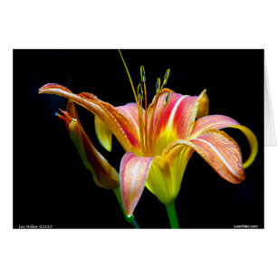 Lovely Tawny Daylily II Apparel and Gifts