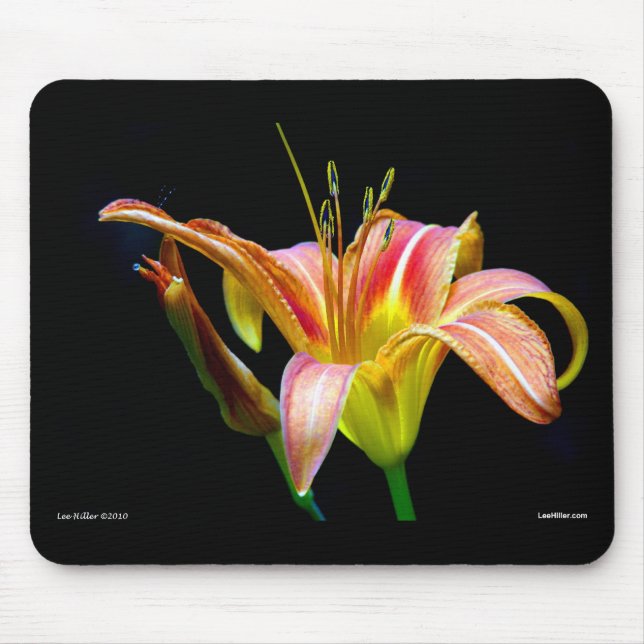 Lovely Tawny Daylily II Apparel and Gifts Mouse Pad (Front)