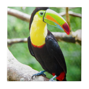 Lovely Toucan Tile