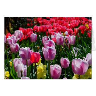 Lovely Tulips and Daffodils!