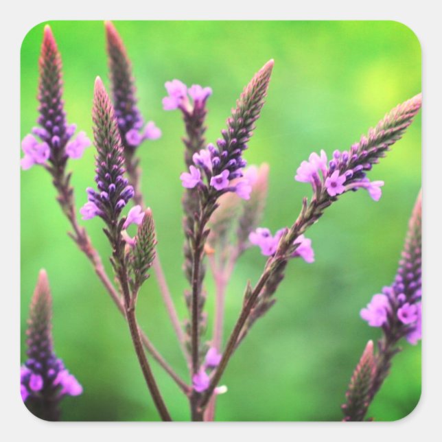 Lovely Vervain Wildflower Floral Square Sticker (Front)
