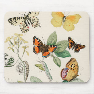 Lovely vintage illustration of butterflies mouse pad