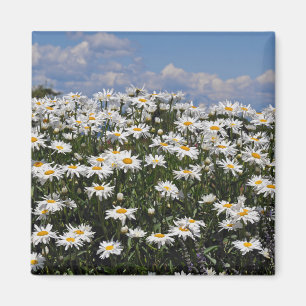 Lovely white daisy garden magnet
