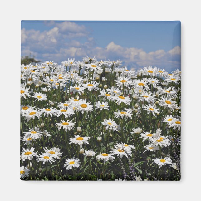 Lovely white daisy garden magnet (Front)