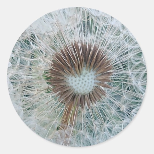 Lovely White Dandelion Classic Round Sticker (Front)