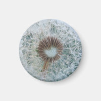 Lovely White Dandelion