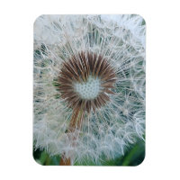 Lovely White Dandelion