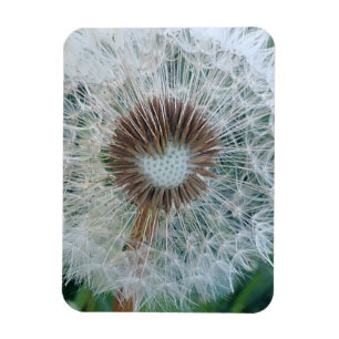 Lovely White Dandelion Magnet