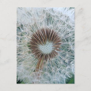 Lovely White Dandelion Postcard