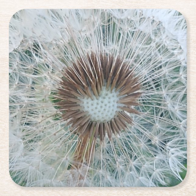 Lovely White Dandelion Square Paper Coaster (Front)