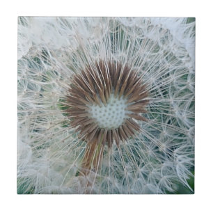 Lovely White Dandelion Tile