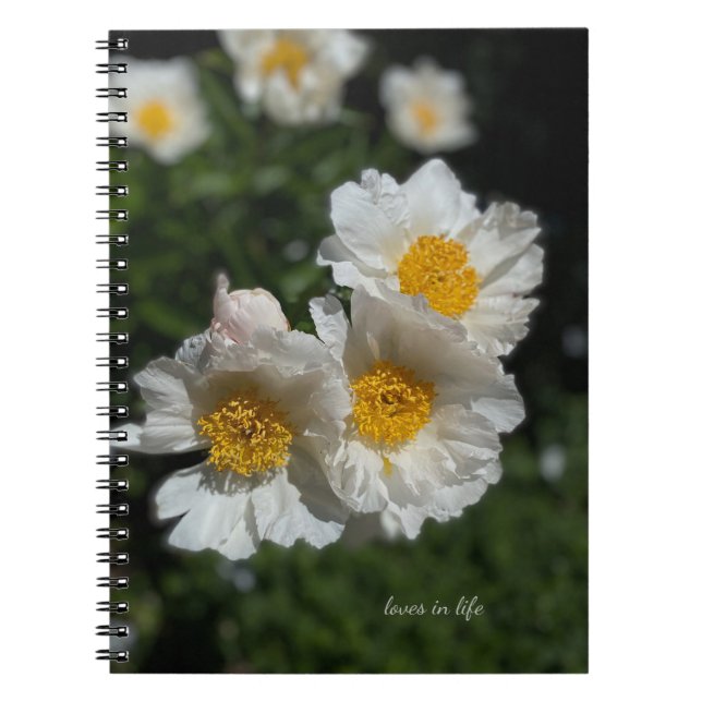 Lovely White Peonies Notebook (Front)