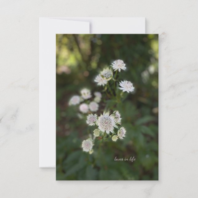 Lovely White Summer Flower Card (Front)