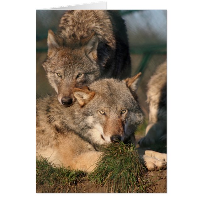 lovely wolfpair (Front)