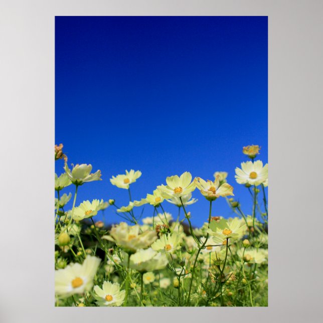 Lovely Yellow Cosmos Clear Blue Sky Flower Field Poster (Front)