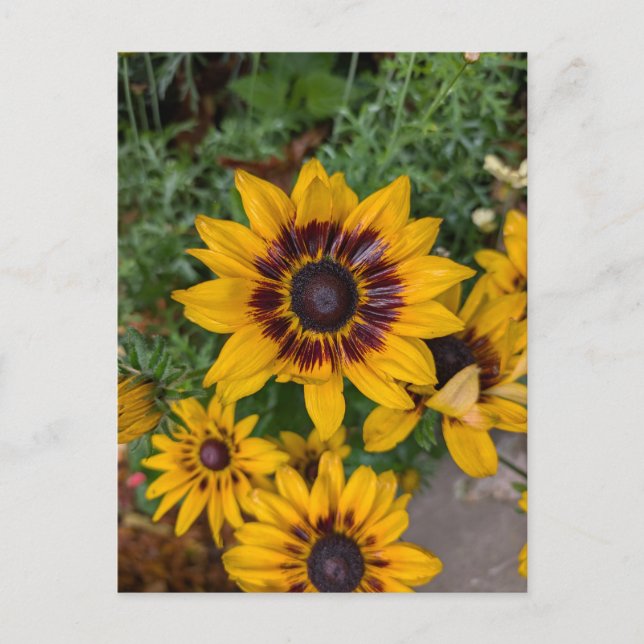 Lovely yellow flowers postcard (Front)