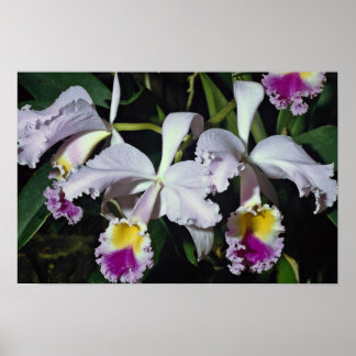 LovelyOrchid, cattleya-hybrid, cattleya (trianae x Poster