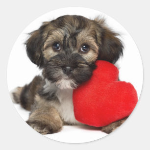 Lover Valentine Havanese Puppy Dog Classic Round Sticker