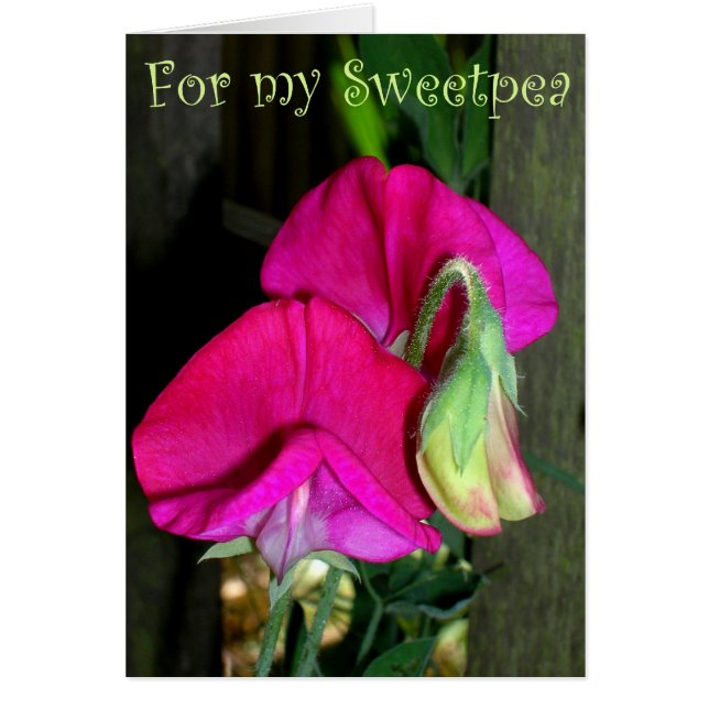 Lovers sweetpea card (Front)