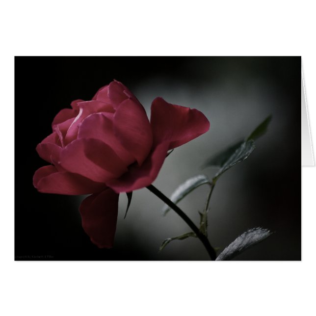 Love's Beauty Card (Front Horizontal)