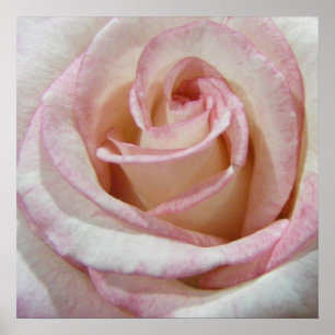 Love's First Blush Rose Poster