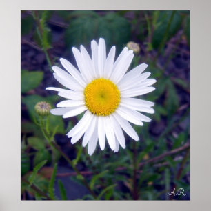 Loves Me, Loves Me Not Poster