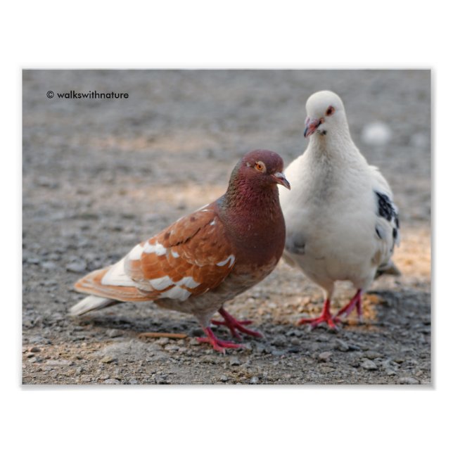 Lovey-Dovey Pigeons: Gentlemen Prefer Redheads Photo Print (Front)