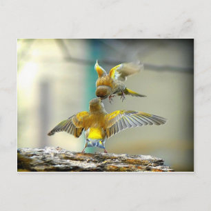loving birds postcard