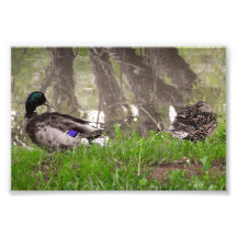Loving Duck Couple