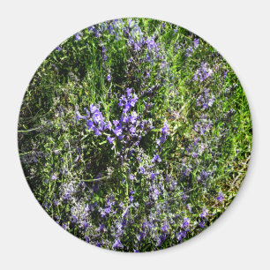 Loving Lavender..... Magnet