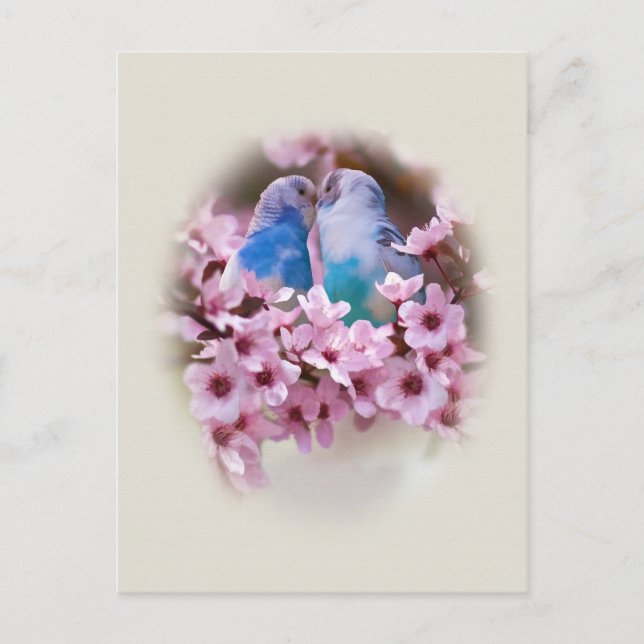 Loving Parakeets Postcard (Front)