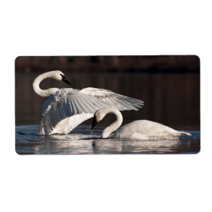 Loving Swans