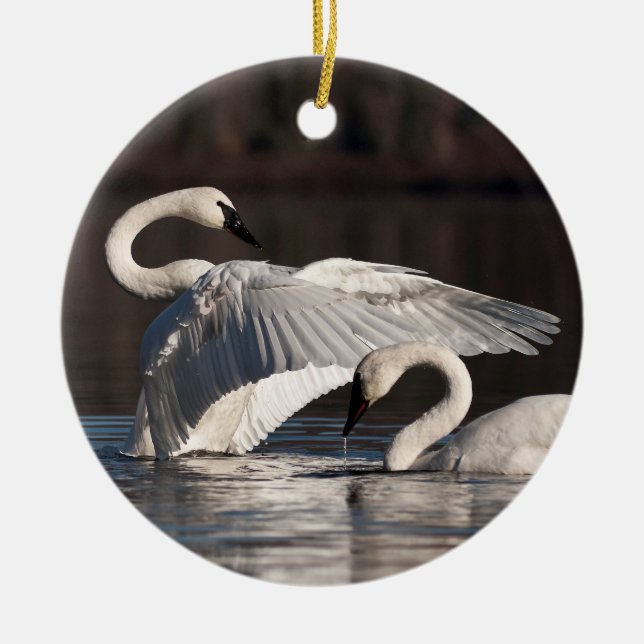 Loving Swans Ceramic Tree Decoration (Front)