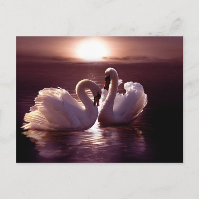 Loving Swans Forming a Heart Postcard (Front)
