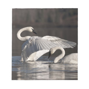 Loving Swans Notepad