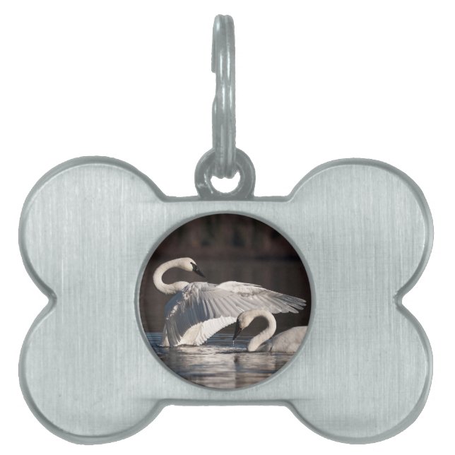 Loving Swans Pet ID Tag (Front)
