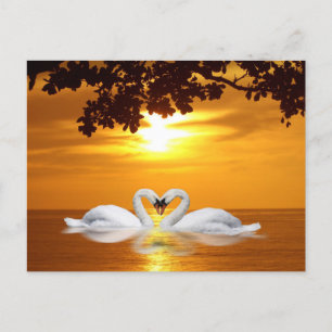 Loving swans postcard