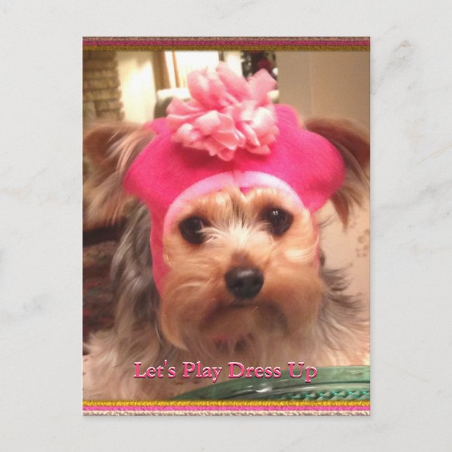 Loving Yorkies in Hats Postcard (Front)