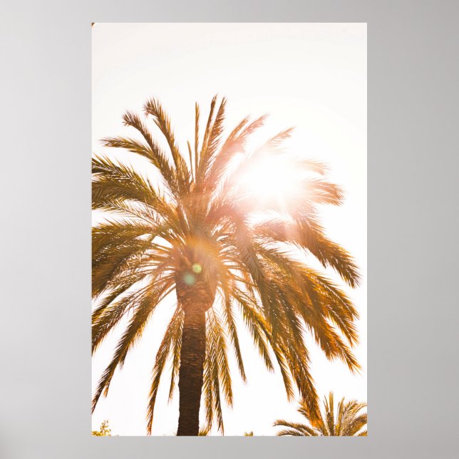Low angle photography of palm tree poster (Front)