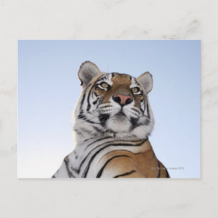 Low angle view of a Tiger (Panthera tigris) Postcard
